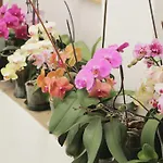 Alojamento de Acomodação e Pequeno-almoço Palazzo San Florido