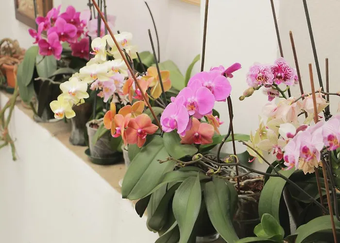 Bed and Breakfast Palazzo San Florido